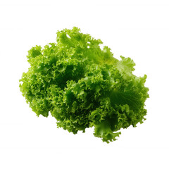 Fototapeta premium Fresh green lettuce with a frilled texture, ideal for salads and healthy dishes, isolated on a white background.