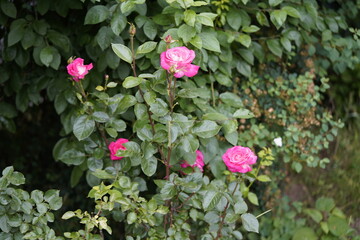 quantum valentine roses on different scales and close-ups