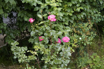 quantum valentine roses on different scales and close-ups