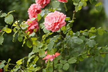 quantum valentine roses on different scales and close-ups