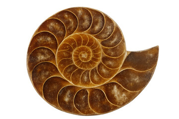 Close-up of a polished nautilus shell revealing its intricate spiral structure against a transparent background