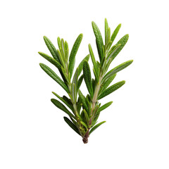 Fototapeta premium Fresh rosemary sprig with vibrant green leaves, showcasing its aromatic qualities and culinary uses. Perfect for seasoning dishes or as a natural garnish.