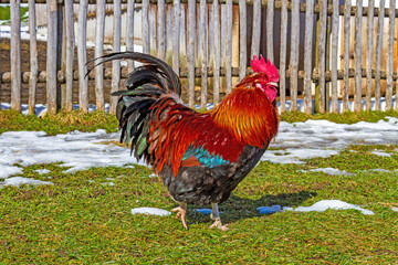 Hahn - Allgäu - Gockel - Bauernhof - Frühling - Schnee