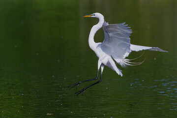 Great egret landing in a lake.
