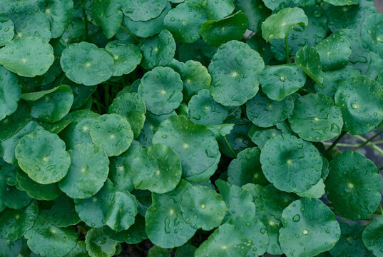 rain drenched healthy, green leaves of marsh pennywort (Hydrocotyle vulgaris, dollarweed or copper coin), an aquatic plant with round umbrella shaped leaves. A popular low maintenance houseplant.