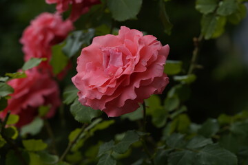 quantum valentine roses on different scales and close-ups