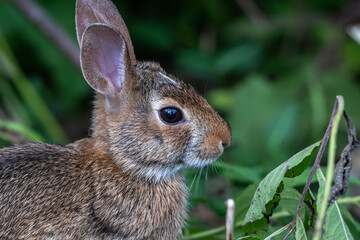 Portrait of a young bunny rabbit.