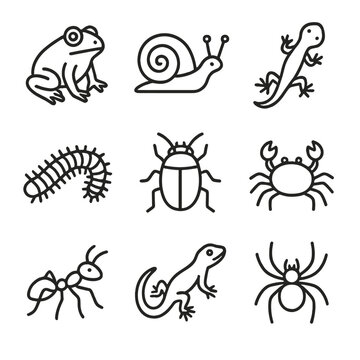 Crab millipede icons terrarium ant animal icon tiny vector spider beetle snail