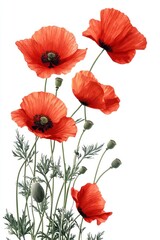 Naklejka premium Vibrant Red Poppies on White Background: A Botanical Illustration