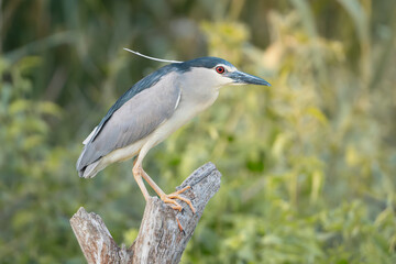 Black-crowned night-Heron - Nycticorax nycticorax perched on stump. Photo from Danube Delta in Romania. N. n. nycticorax.