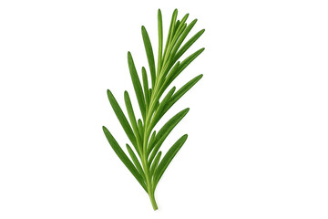 Fototapeta premium Vibrant green rosemary sprig isolated on a transparent background, perfect for culinary or design projects