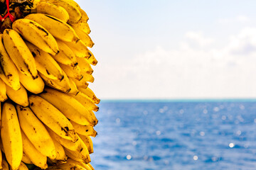Fresh ripe yellow bananas bundle with blue ocean on background. Healthy food background. Selective focus