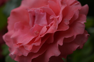 quantum valentine roses on different scales and close-ups