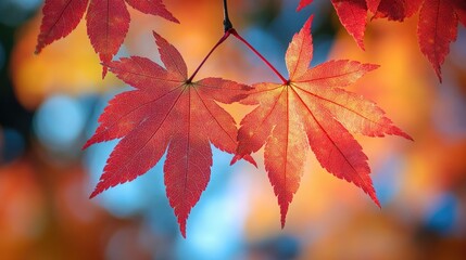 Stunning Red Maple Leaves in Autumn, Fall Foliage Capturing Vibrant Seasonal Change
