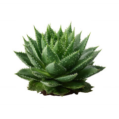 Fototapeta premium Succulent plant with thick green leaves, featuring sharp spikes and a rosette shape, isolated on a white background.