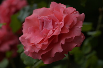 quantum valentine roses on different scales and close-ups