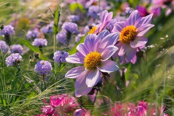 Fototapeta premium field of flowers