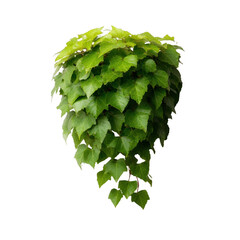 Vibrant green ivy leaves cascading down, showcasing their intricate shapes and rich textures. Perfect for enhancing natural themes in design.