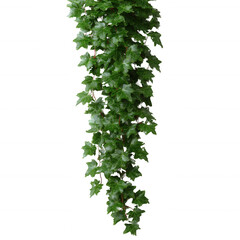 Vibrant green ivy leaves cascading down, showcasing its lush foliage against a white isolated background, perfect for home decor or gardening themes.