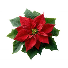 Vibrant red poinsettia flower surrounded by lush green leaves on a white isolated background, perfect for holiday decorations and festive arrangements.
