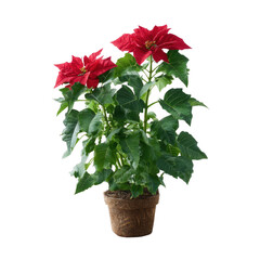 Vibrant red poinsettia plant with lush green leaves displayed in a decorative pot, showcasing its holiday cheer and beauty.