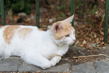 Ginger and white street cat lying on a stone pavement near a green metal fence.