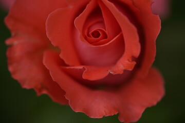 quantum valentine roses on different scales and close-ups