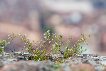 Close-up image of a plant with flower blossoms
