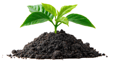 Young Plant Emerging: A vibrant young plant sprouts from a rich mound of soil, symbolizing new life, growth, and the nurturing power of nature.