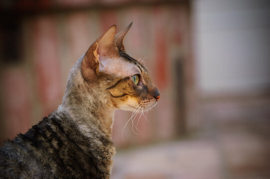Portrait of Cornish Rex cat