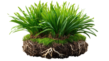 Green Grass with Roots: A vibrant and lush patch of green grass thrives, its roots subtly exposed beneath a bed of soil, depicting the natural growth.