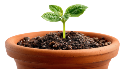 Budding Life in Terra Cotta: A solitary green sprout emerges from rich soil in a warm terra cotta pot. A symbol of growth, resilience, and the potential of new beginnings. 