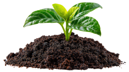 Growth From Earth: A vibrant green sprout, emblem of new life and potential, emerges from a rich, dark mound of soil, symbolizing growth and renewal.