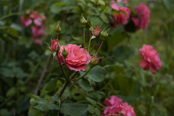 quantum valentine roses on different scales and close-ups