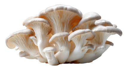 Culinary Delight: Fresh, Oyster Mushrooms