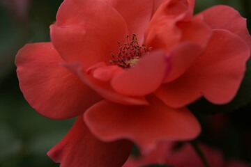 quantum valentine roses on different scales and close-ups
