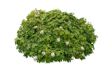 Oakleaf hydrangea bush with white flowers isolated transparent png