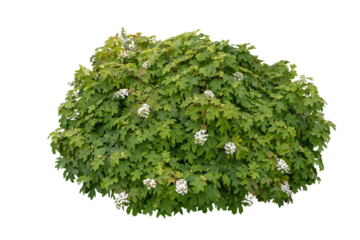 Oakleaf hydrangea bush with white flowers isolated transparent png