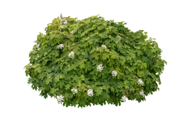 Selbstklebende Fototapeten Hortensie Oakleaf hydrangea bush with white flowers isolated transparent png  © photohampster