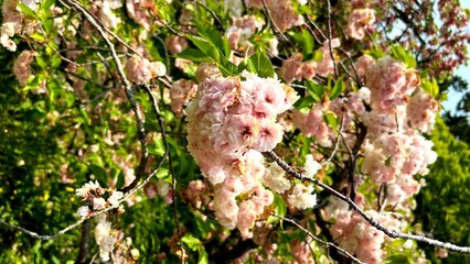 cherry blossom flowers in the garden