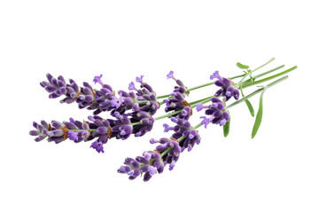 bunch of lavender twigs isolated on white or transparent png
