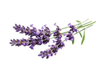 bunch of lavender twigs isolated on white or transparent png