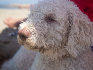 Lagotto Romagnolo in vacanza al mare