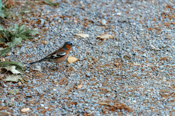 Bird foraging for food on gravel pathway in a sunny outdoor setting during the early afternoon