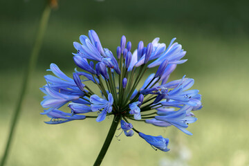 Beautiful blue agapanthus flower blooms in a lush garden during a sunny afternoon