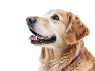 Close up portrait of a golden retriever with its mouth open and tongue sticking out on black background