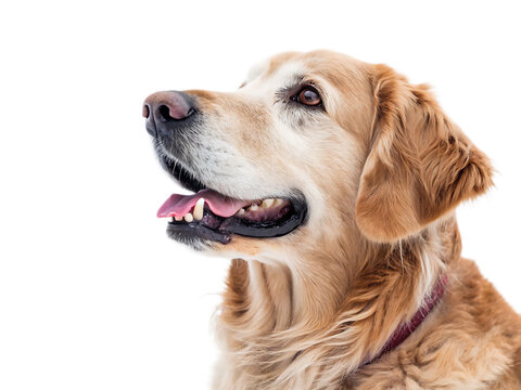 Close up portrait of a golden retriever with its mouth open and tongue sticking out on black background