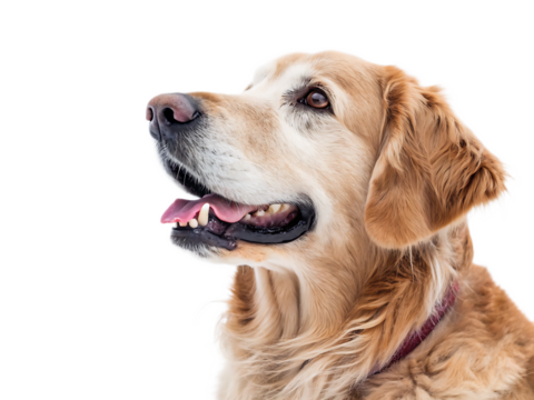Close up portrait of a golden retriever with its mouth open and tongue sticking out on black background