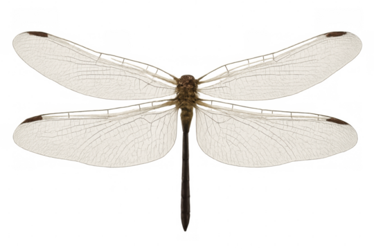 Brown dragonfly displaying widespread wings, transparent background revealing delicate wing structure and precise anatomical features