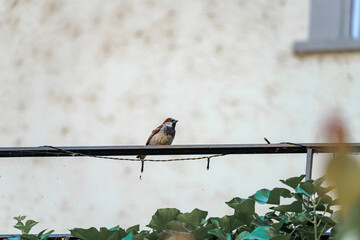 Sparrow perched on a fence with greenery in the background during a sunny day in a suburban area